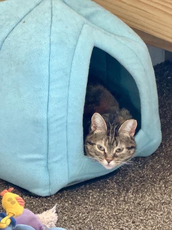 K&H PET PRODUCTS Cat Dog Bed Warmer Gray, Giant