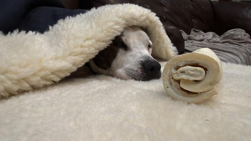 Treats don’t tempt her in this bed