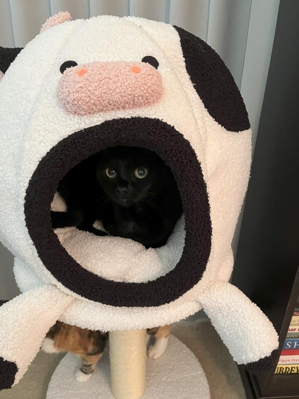 Mitten, small black cat in cat bed