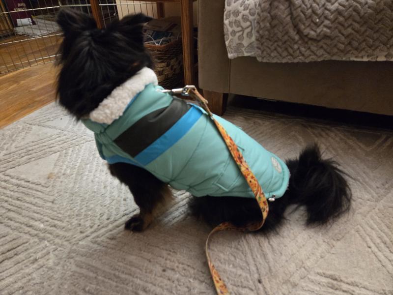 Using leash hole for harness.