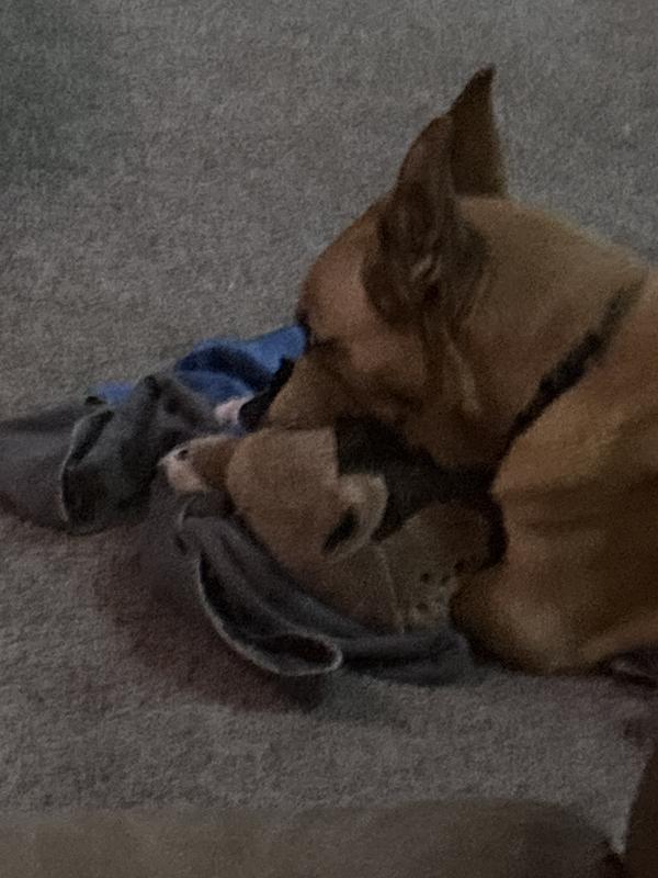 Dreaming of killing groundhogs