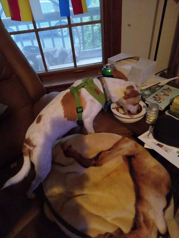 Chip spits out meds but gobbles up his Royal Canin SO