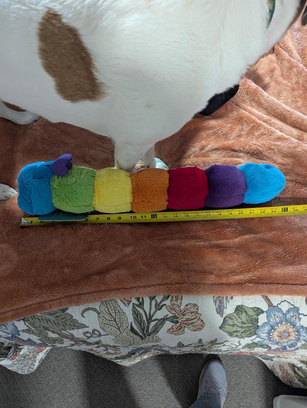 Dog with whole toy and measuring tape