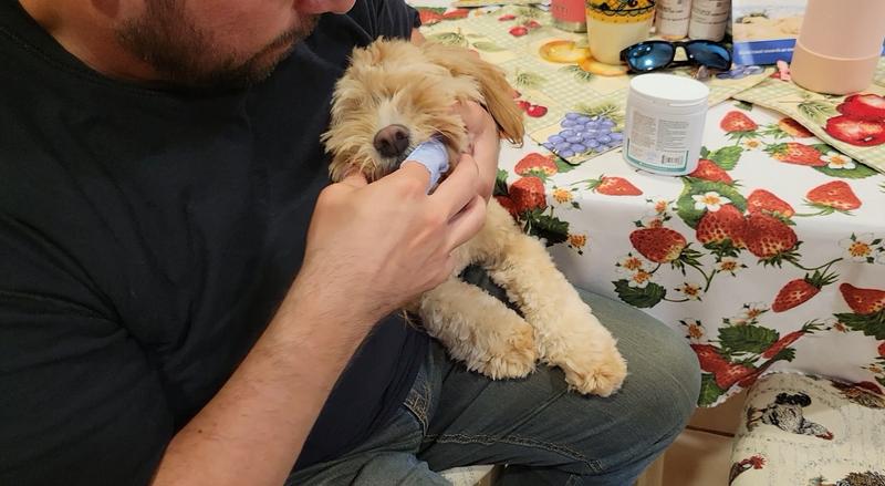 Brushing Gigi's teeth