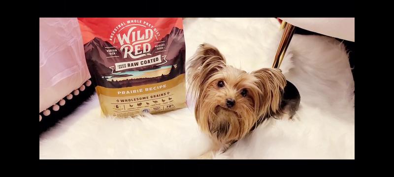 STELLA CHEWY S Wild Red Raw Coated Kibble Wholesome Grains