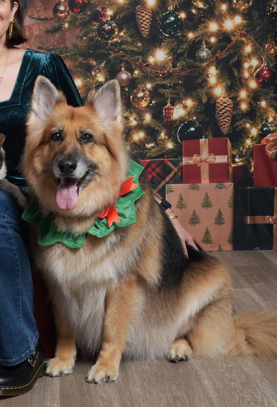 The model with her new collar for her Christmas photo