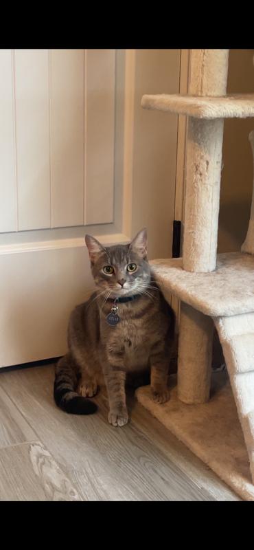 Such a handsome baby kitty