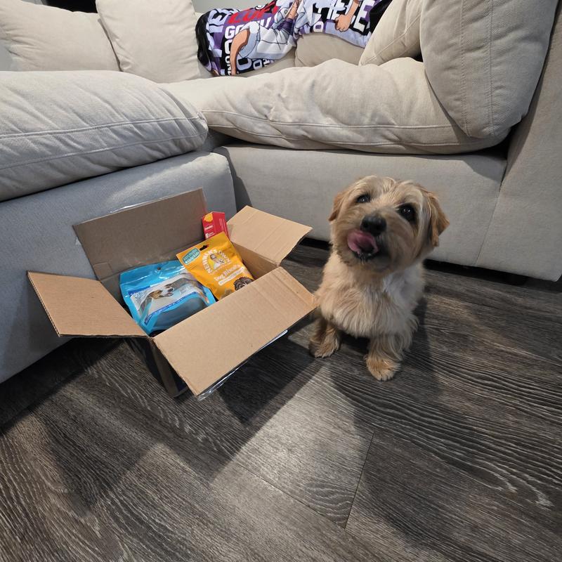Quincynorfolkterrier