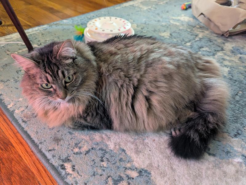 She likes the whack a mole