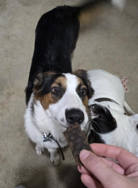 Xena getting her treat.