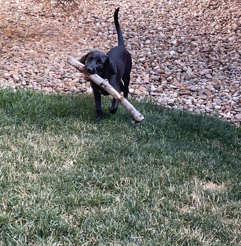 Working Lacy Hound Mix