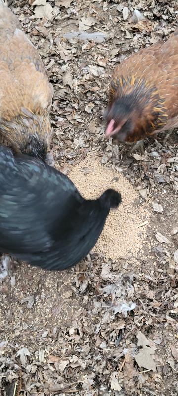 Little blurry but they move their heads so much