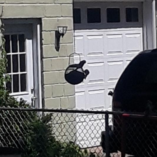 Seed ball with finches