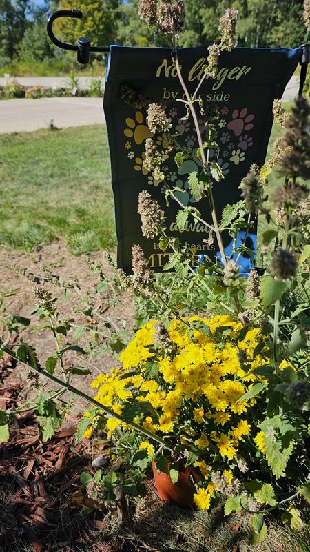 Purrfect place for the flag alongside wild catnip.
