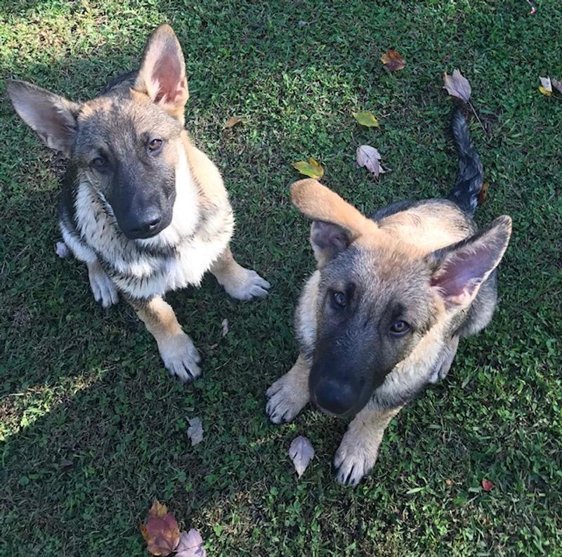 Dog food advisor stella and outlet chewy