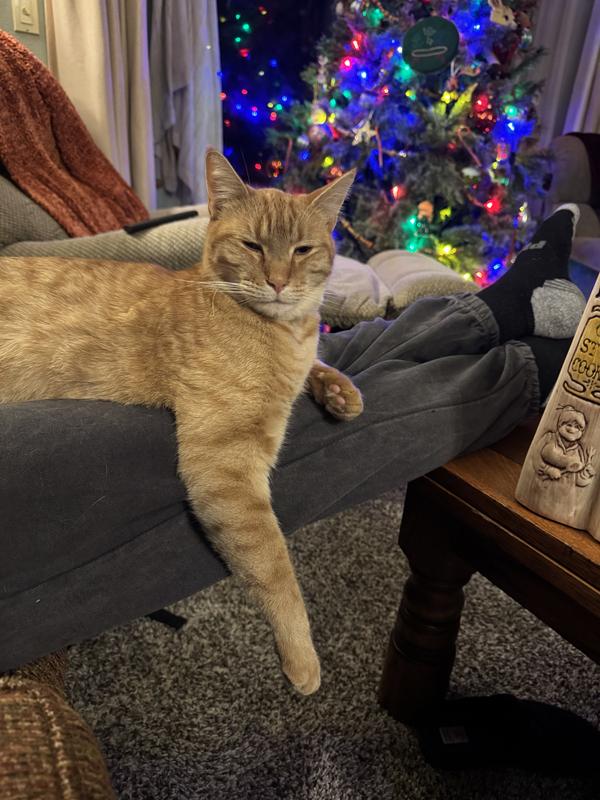 Invited, not banished, from the Christmas festivities