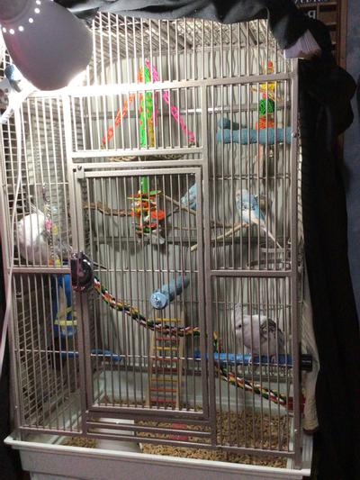 My cockatiels and parakeets love their new cage!!!