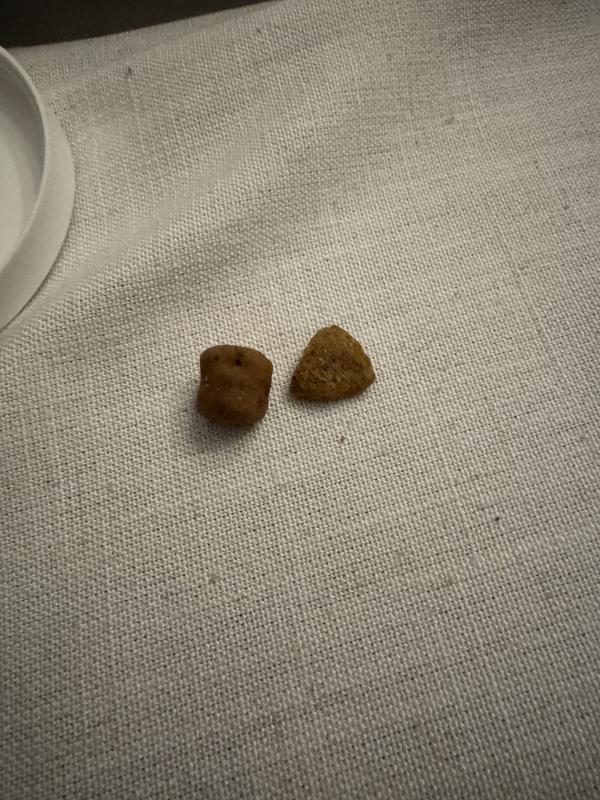 Comparison for size to a piece of kibble