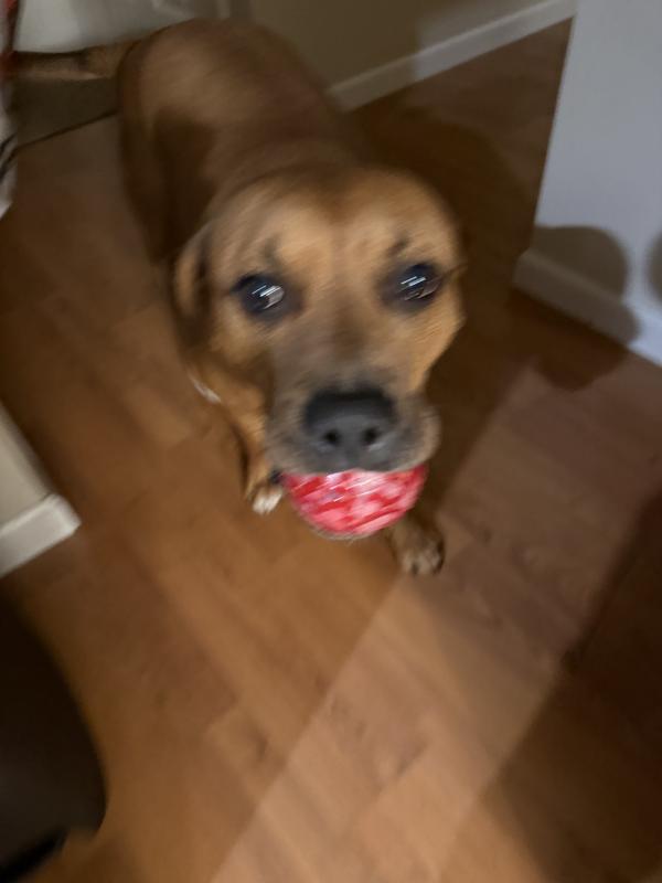 It was really hard to get a clear photo of him because he was so excited for his new toy!