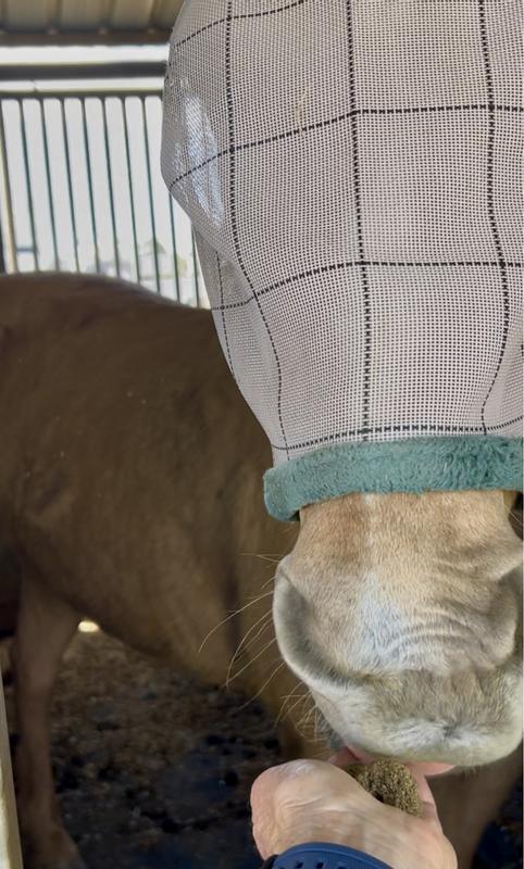 Sugar loving her treat!