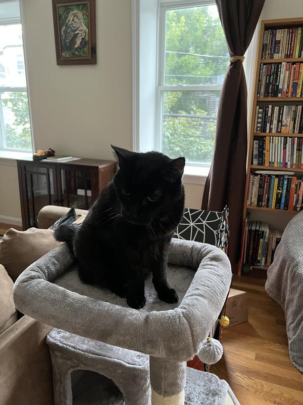 15 year old Velvet loves the top bed.
