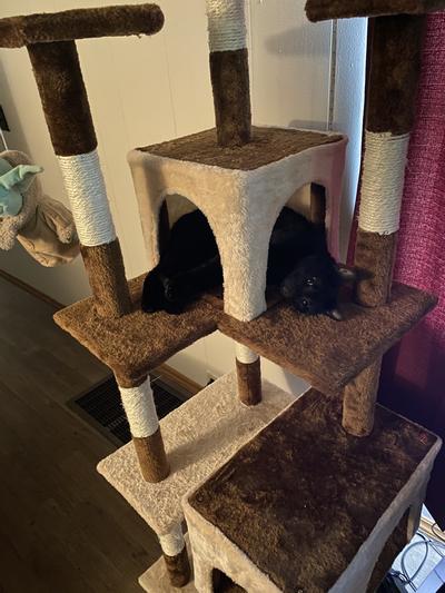 Whisker city deluxe sales playground cat tree