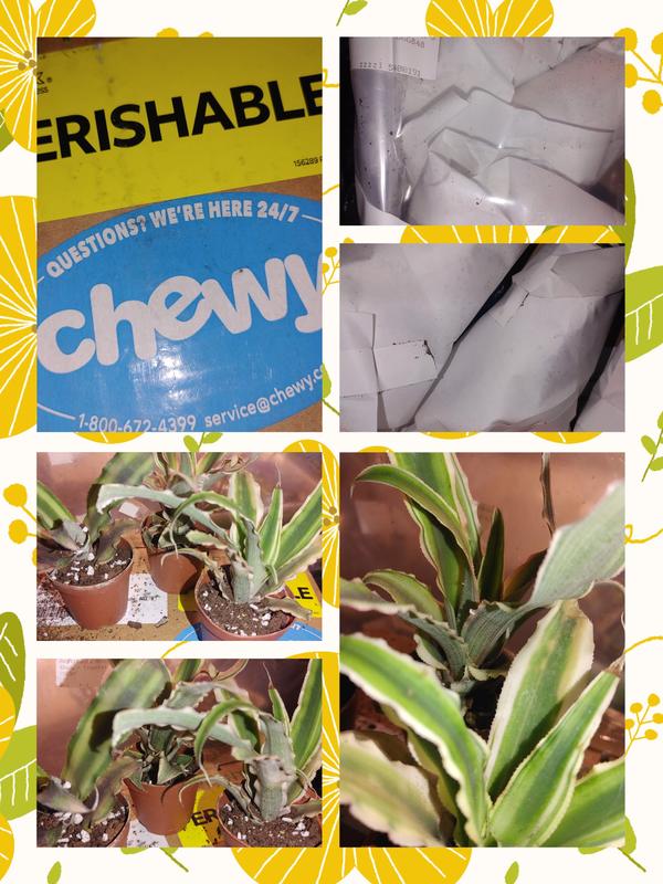 ReptiFauna Assorted Cryptanthus Tropical Plant, 2-in Pot, 3 count