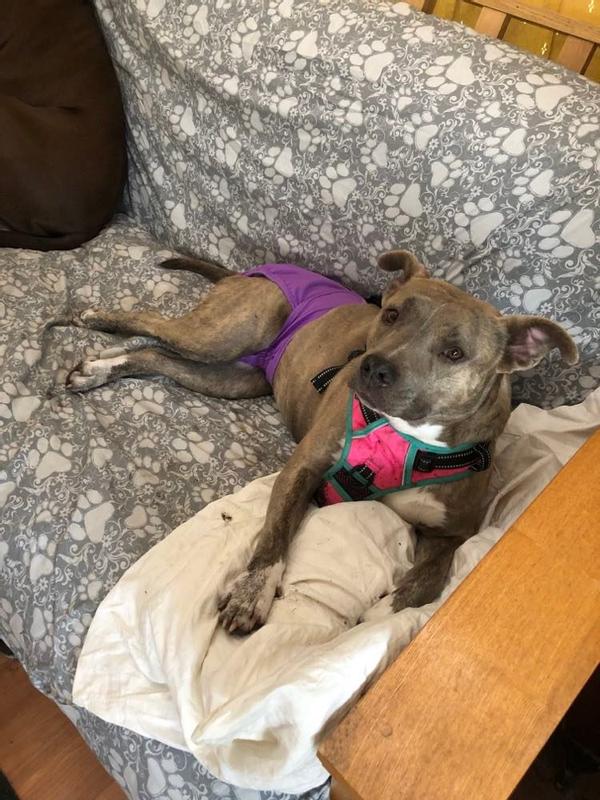 A Pittie in diapers!