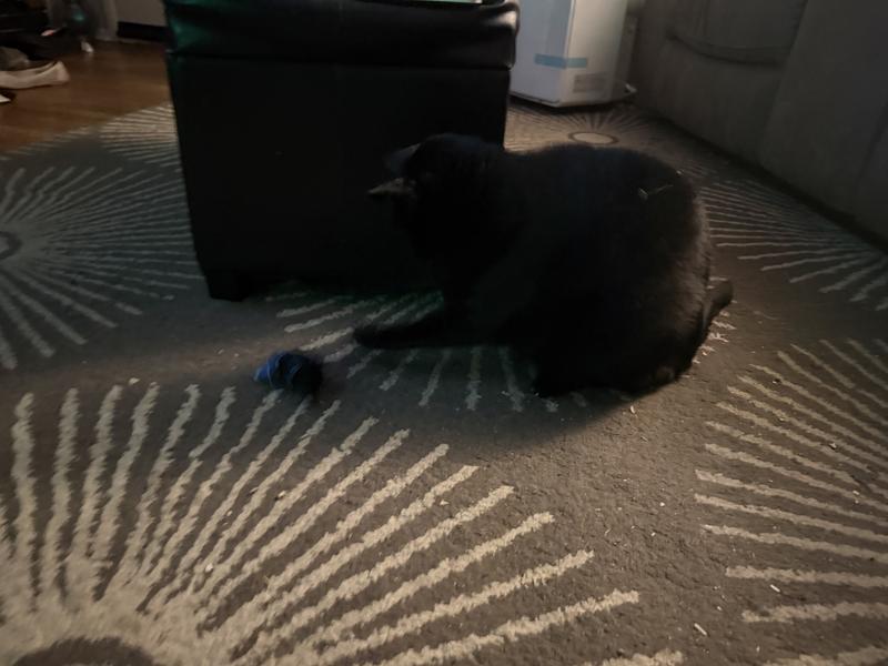 JJ playing