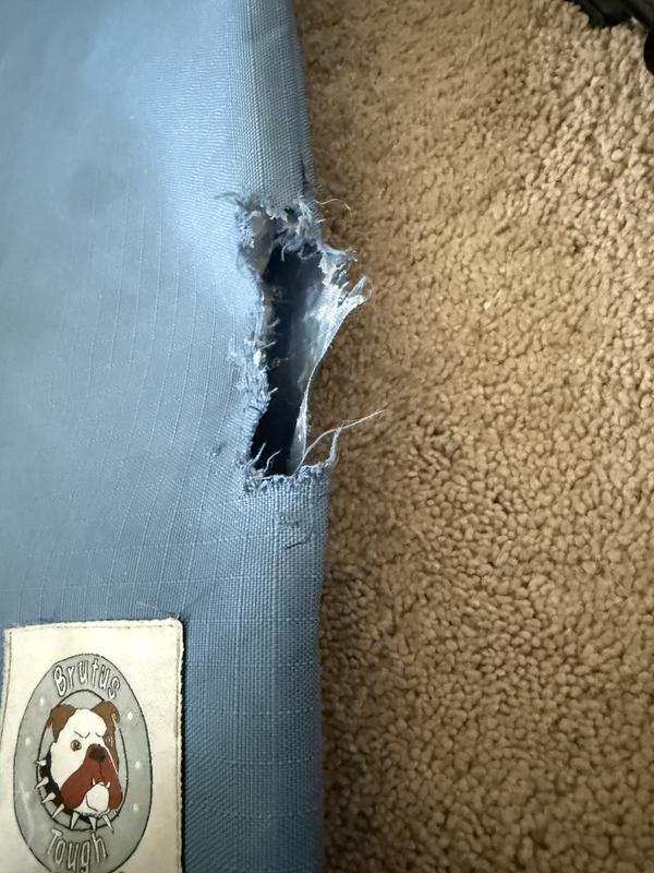 Border collie puppy chewed through in less than a werk