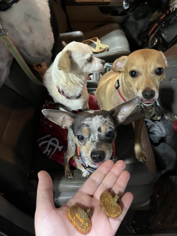Going on a trip. Getting treats after a potty break.