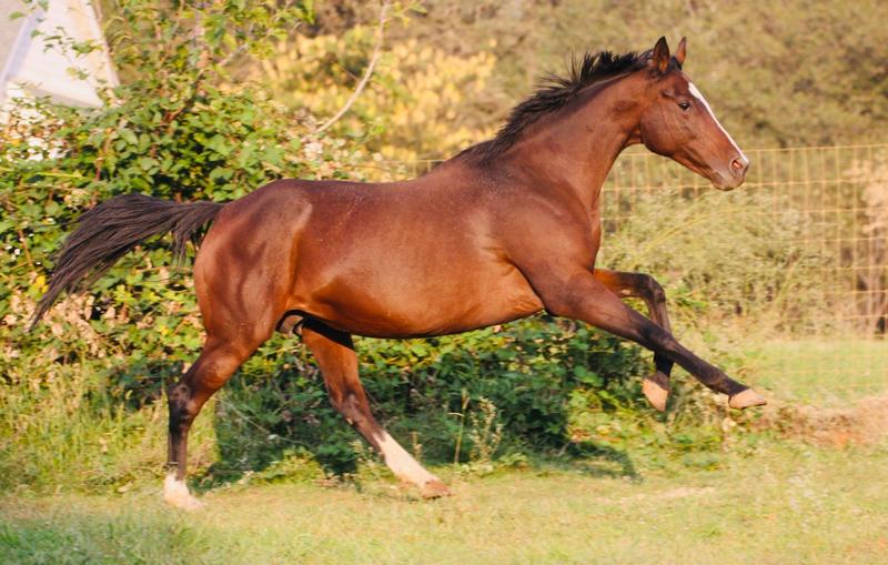 Barbie aka Ladys Comet best little broodmare west of the pecos!