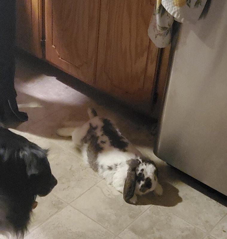 Some of our little darlings