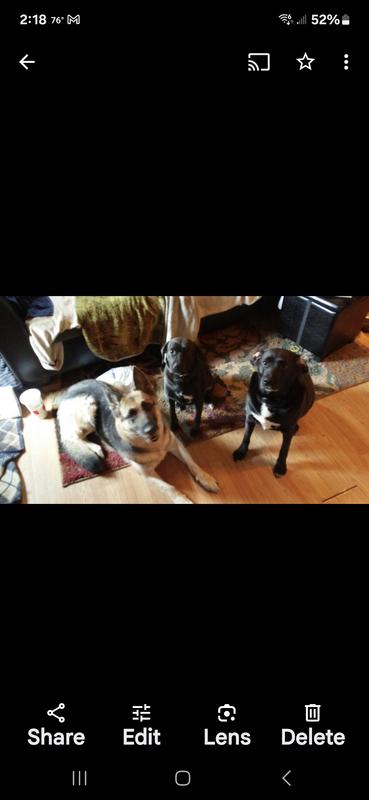 Lab/beagle/pit 10 years