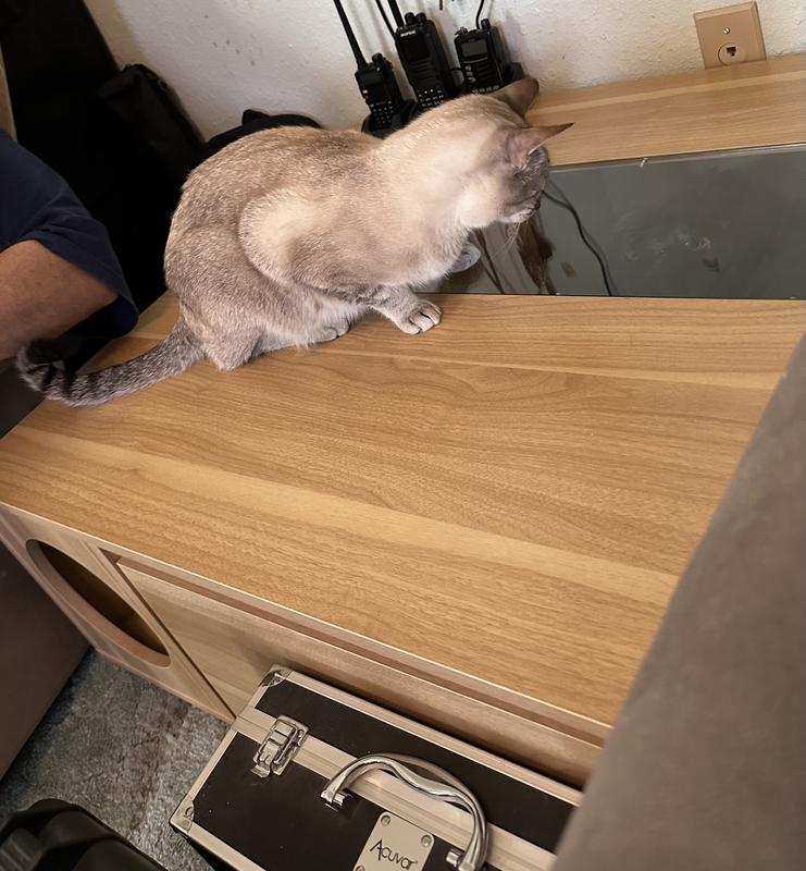 2 of our cats having fun in and on it.