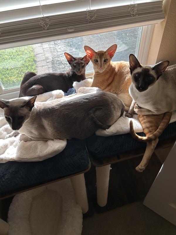 Cleo, Tut, Luxor, and Nefertiti love this
