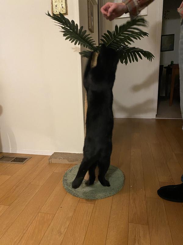 Hasn't knocked it over yet!