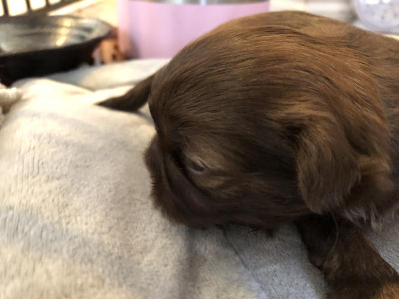 2 weeks old