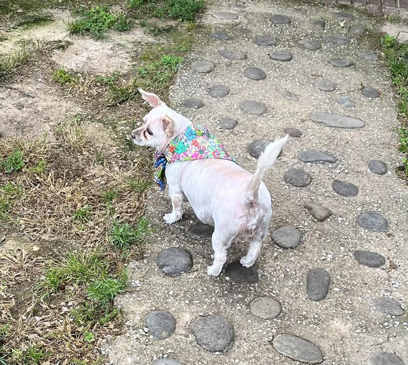 Gidget looking & feeling fancy & since her rescue has had an abundance of love, attention and protection. We think the best of care since she has been charmed by the good products of Chewy.com.