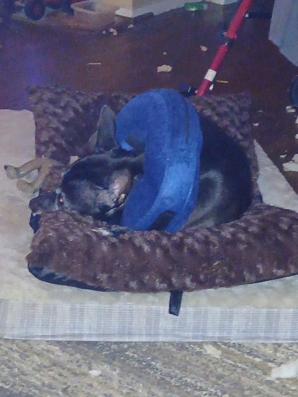 Simone on her new pillow bed from chewy.com