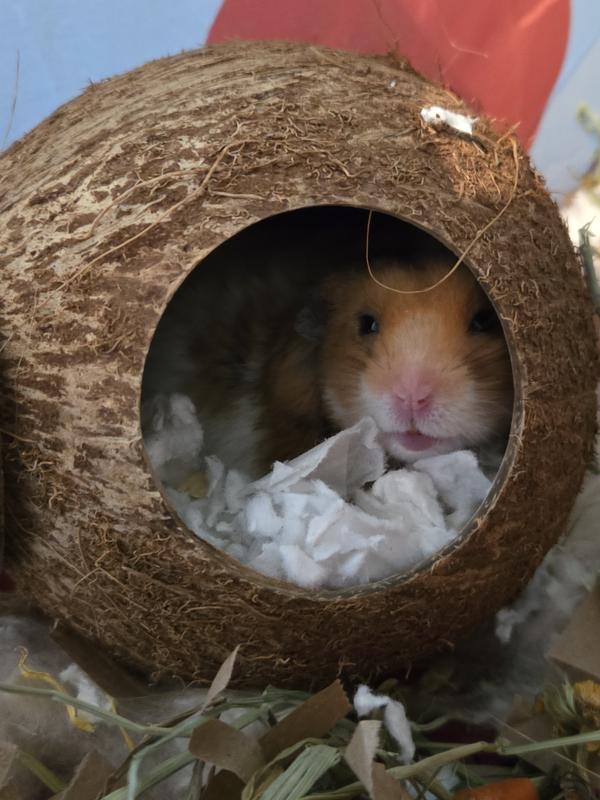 Gunther loves his coconut