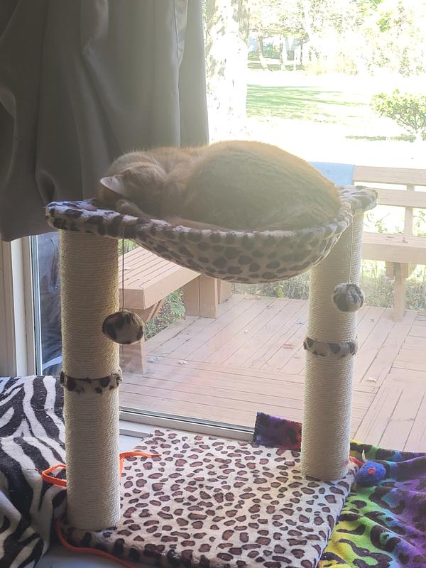 Frisco 20 inch cat tree best sale