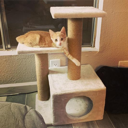 TRIXIE Valencia 28 in Plush Cat Tree Scratching Post with Condo Cat Toy reviews Chewy
