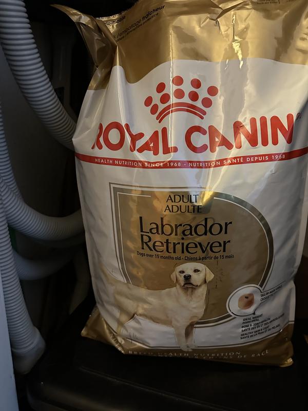 Royal canin hotsell labrador food review