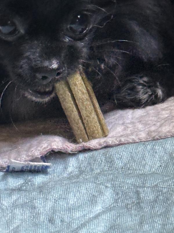 The flavor keeps them chewing!