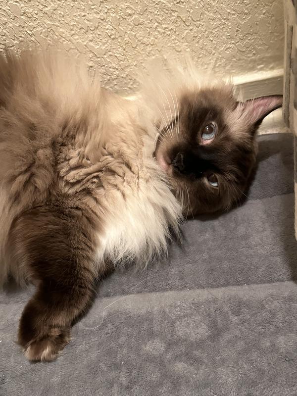 Happy kitty