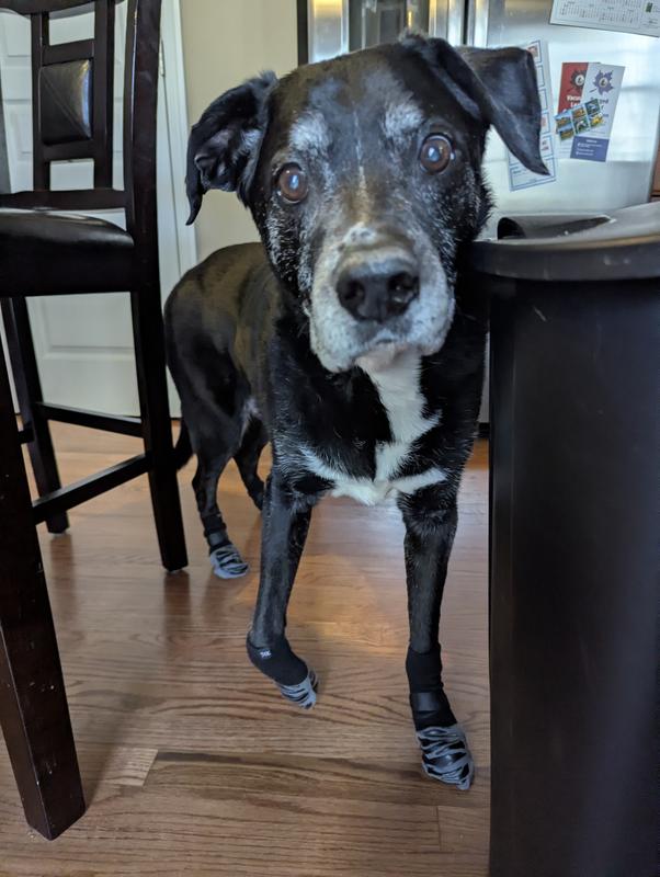 Lifting his paw higher to walk