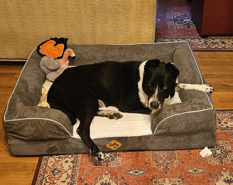 Jax relaxing in his comfy bed