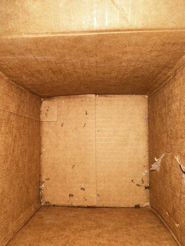 I ordered 100 and I counted 34 dead crickets. Last order seemed much less than ordered but I didn’t count them