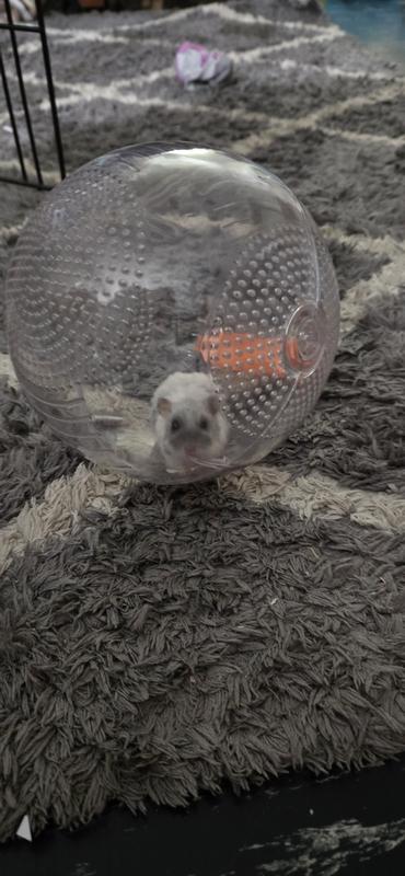 Sylvester loves the freedom